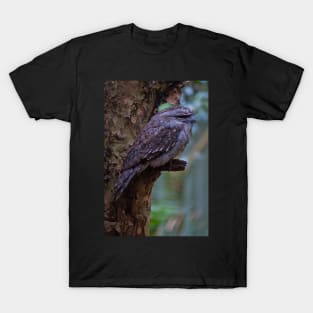 Tawny Frogmouth 2 T-Shirt